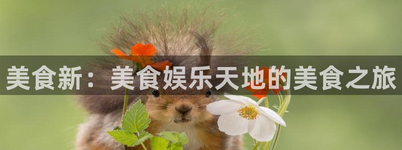 篮球比赛结果查询500网：美食新：美食娱乐天地的美食之旅