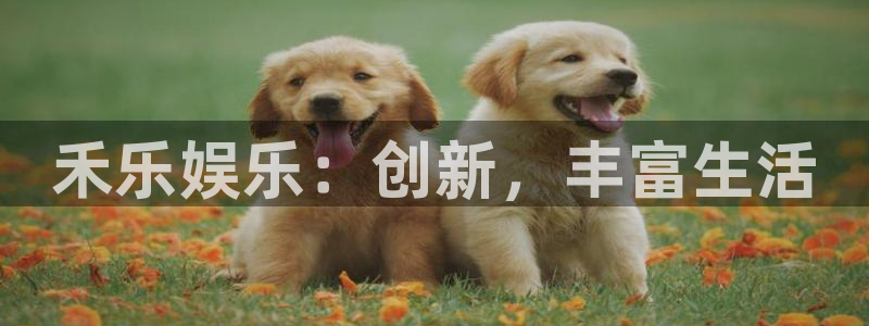 500网app苹果版：禾乐娱乐：创新，丰富生活